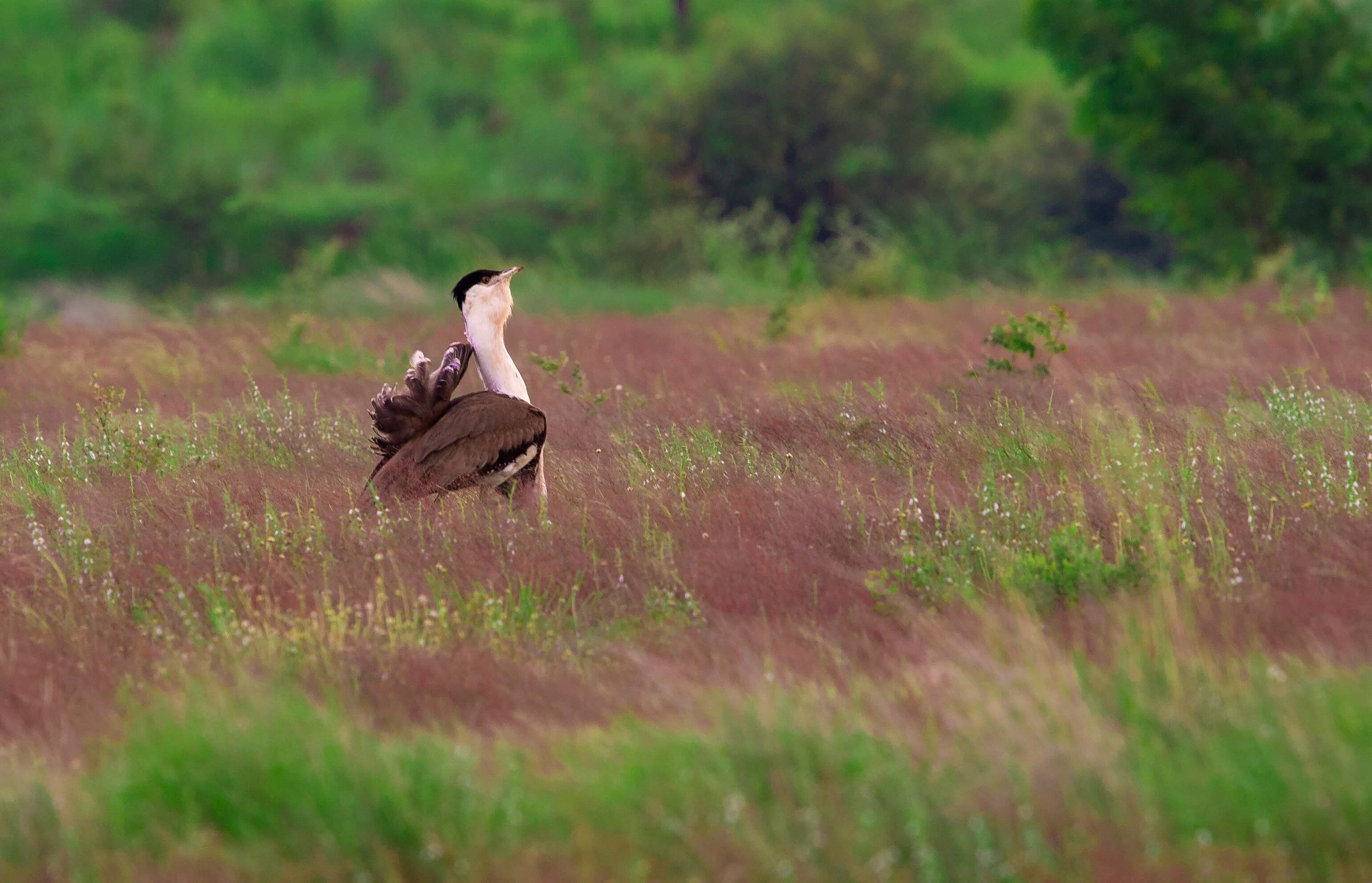 Great Indian bustard  Natural History, Conservation Status